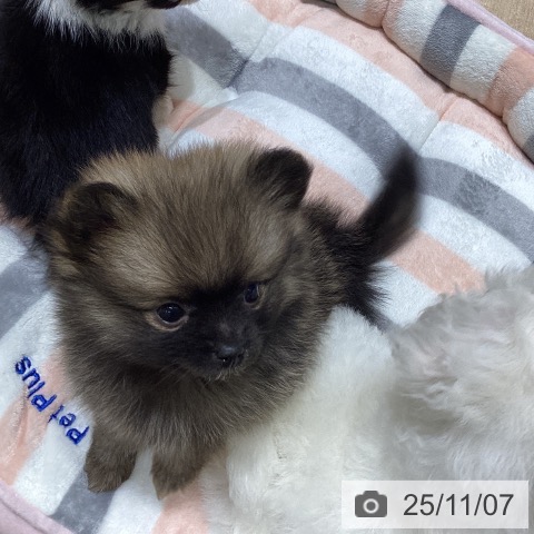 ポメラニアンの写真