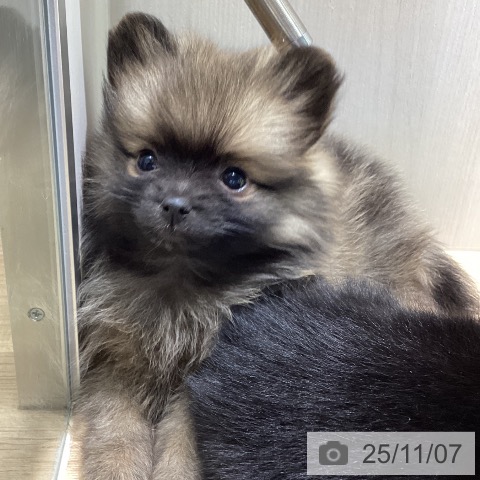 ポメラニアンの写真