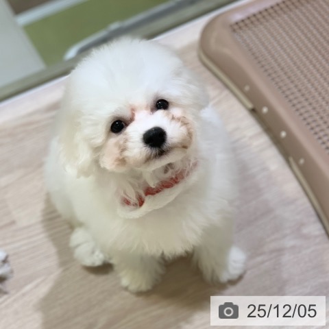 千葉県のビションフリーゼ (ペットプラス 木更津店/2025年9月4日生まれ/男の子/ホワイト)の子犬の4枚目の画像