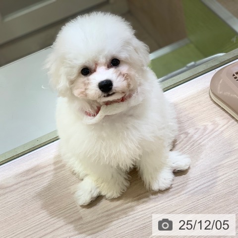 千葉県のビションフリーゼ (ペットプラス 木更津店/2025年9月4日生まれ/男の子/ホワイト)の子犬の3枚目の画像