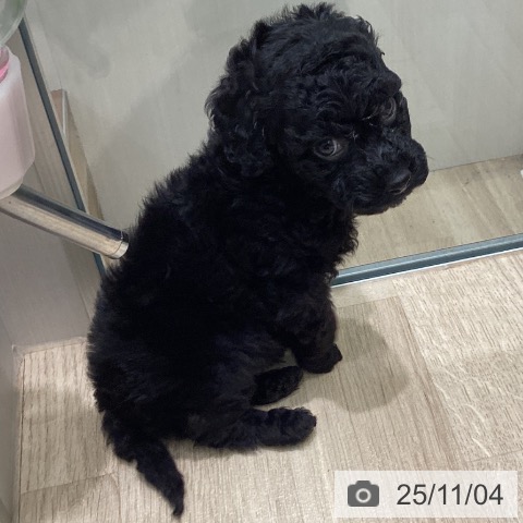 トイ・プードルの写真