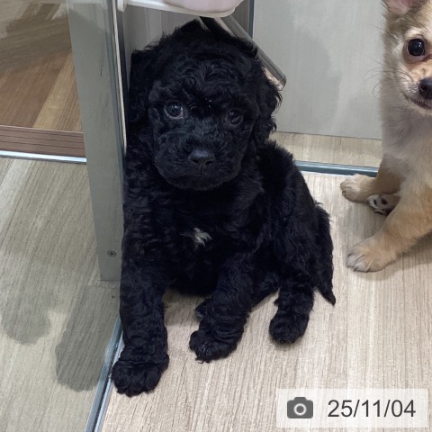 トイ・プードルの写真