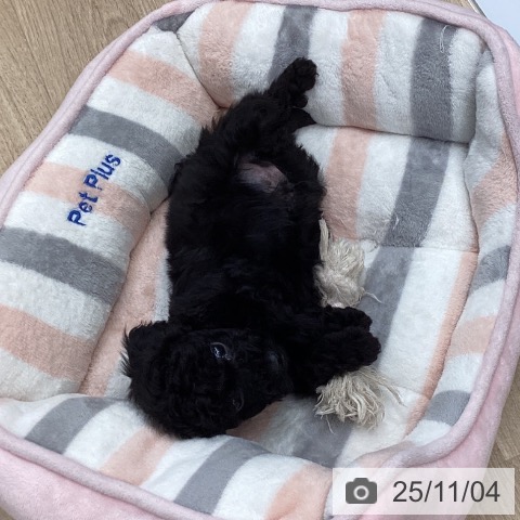 トイ・プードルの写真