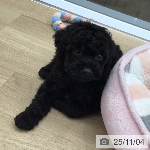 トイ・プードルの写真