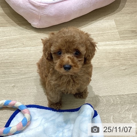 岩手県のトイプードル(トイ) (ペットプラス 盛岡南店/2025年8月28日生まれ/男の子/レッド)の子犬の4枚目の画像