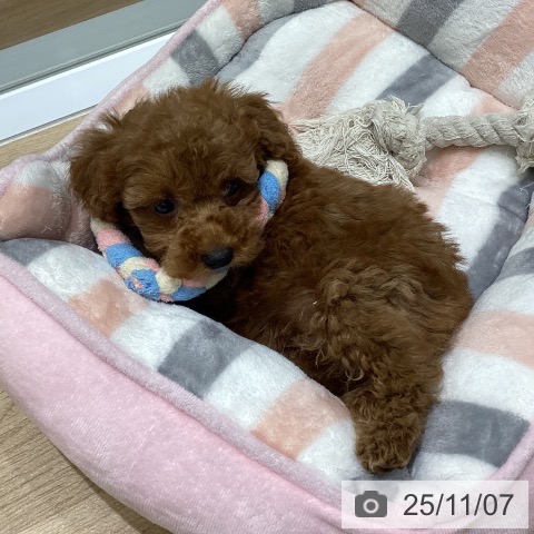 岩手県のトイプードル(トイ) (ペットプラス 盛岡南店/2025年8月28日生まれ/男の子/レッド)の子犬の3枚目の画像