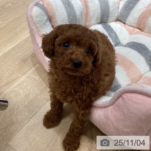 トイ・プードルの写真