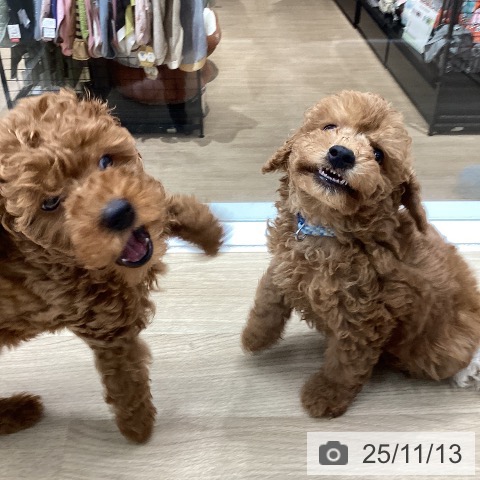 神奈川県のトイプードル(トイ) (ペットプラス 天王町店/2025年9月4日生まれ/男の子/アプリコット)の子犬の4枚目の画像