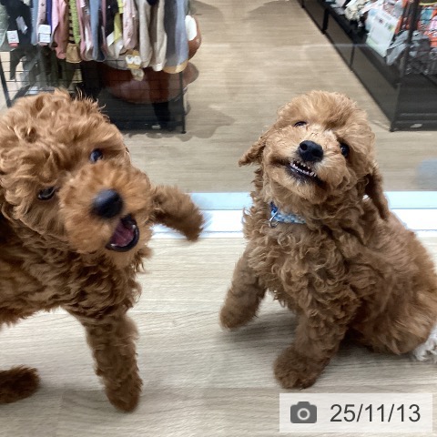 神奈川県のトイプードル(トイ) (ペットプラス 天王町店/2025年9月4日生まれ/男の子/アプリコット)の子犬の3枚目の画像