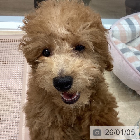 東京都のトイプードル(トイ) (ペッツワン 南砂町SUNAMO店/2025年9月4日生まれ/男の子/アプリコット)の子犬の3枚目の画像