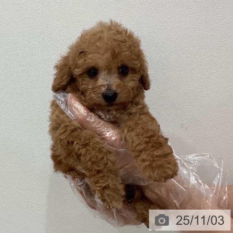 トイ・プードルの写真