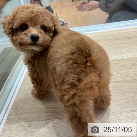 トイ・プードルの写真