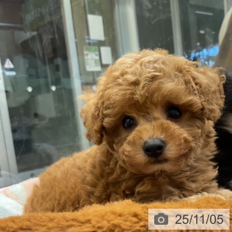 トイ・プードルの写真