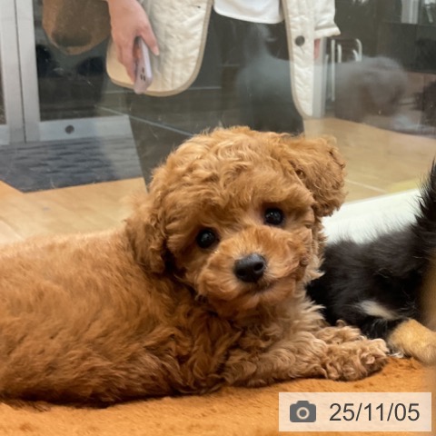 トイ・プードルの写真