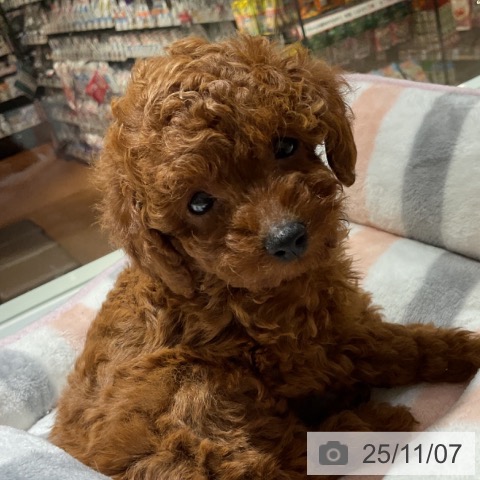 トイ・プードルの写真