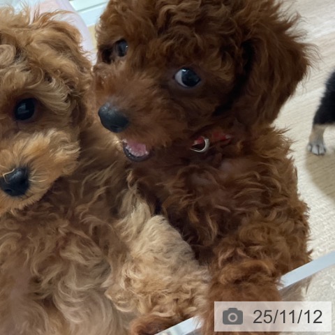 トイ・プードルの写真