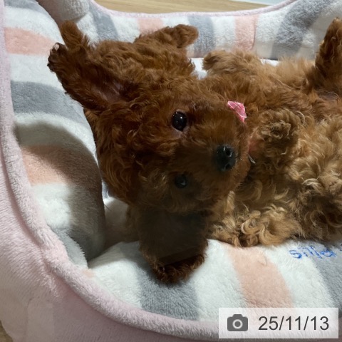 トイ・プードルの写真