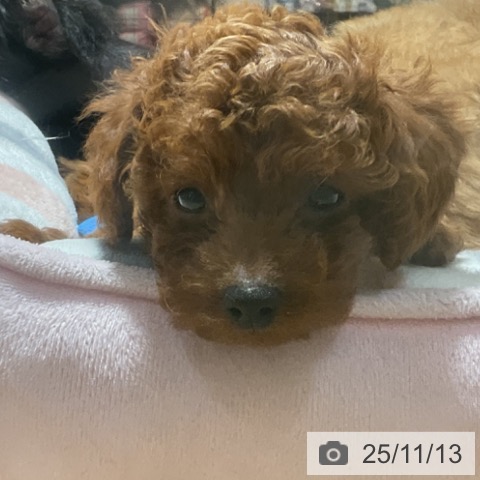 トイ・プードルの写真