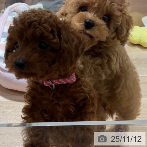 トイ・プードルの写真