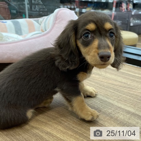 ミニチュア・ダックスフンドの写真