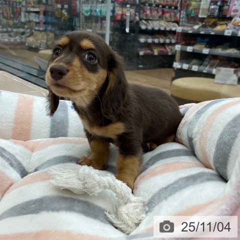 ミニチュア・ダックスフンドの写真