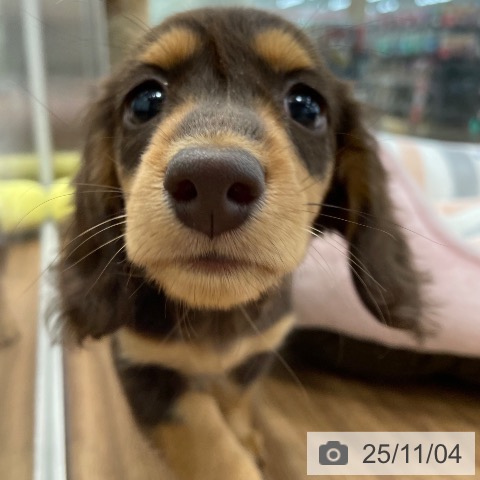 ミニチュア・ダックスフンドの写真