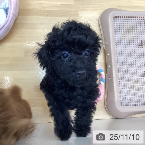 トイ・プードルの写真