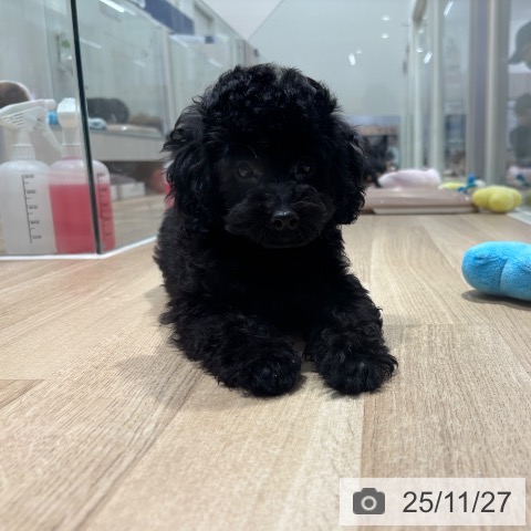 トイ・プードルの写真