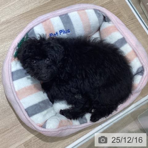 トイ・プードルの写真