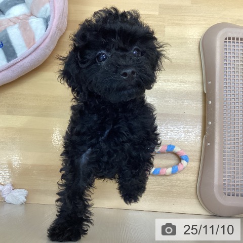 千葉県のトイプードル(トイ) (ペットプラス 木更津店/2025年9月2日生まれ/男の子/ブラック)の子犬の4枚目の画像