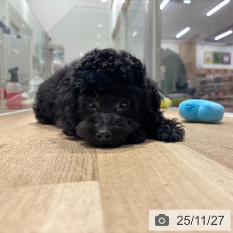 千葉県のトイプードル(トイ) (ペットプラス 木更津店/2025年9月2日生まれ/男の子/ブラック)の子犬の3枚目の画像
