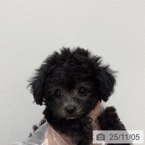 トイ・プードルの写真