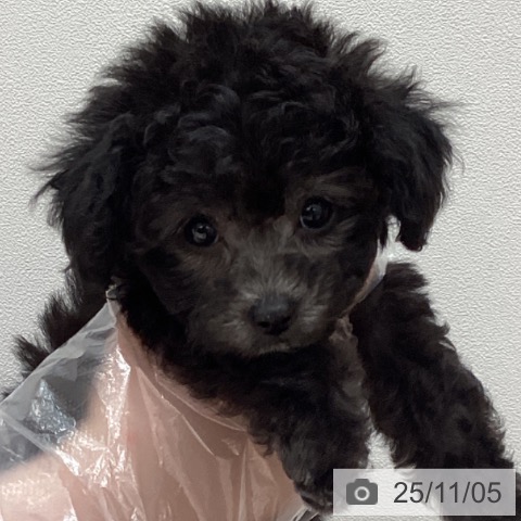 トイ・プードルの写真