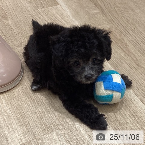 トイ・プードルの写真