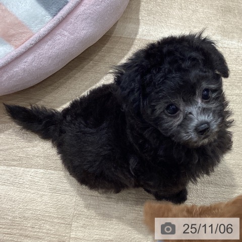 トイ・プードルの写真