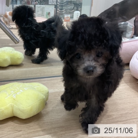 トイ・プードルの写真