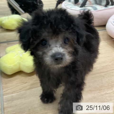 トイ・プードルの写真