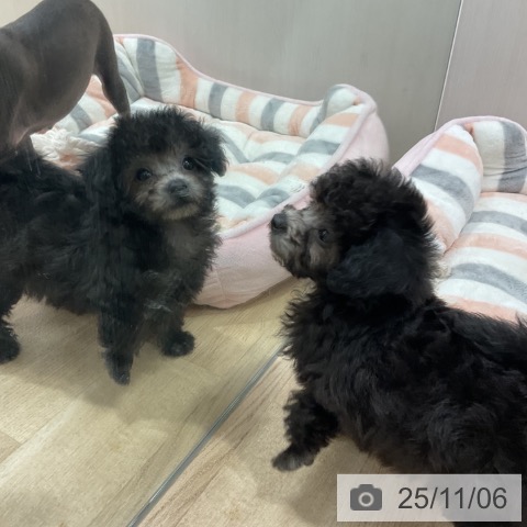 トイ・プードルの写真