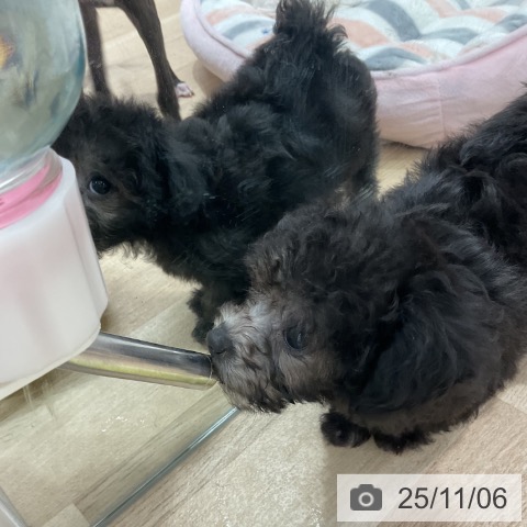 トイ・プードルの写真