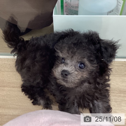 トイ・プードルの写真