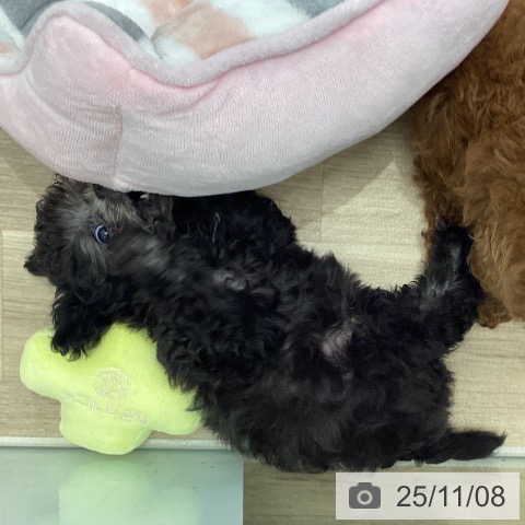 トイ・プードルの写真