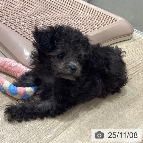 トイ・プードルの写真