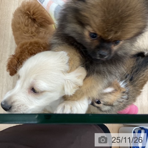 福島県のポメラニアン (ペットプラス 福島店/2025年9月3日生まれ/男の子/オレンジセーブル)の子犬の4枚目の画像