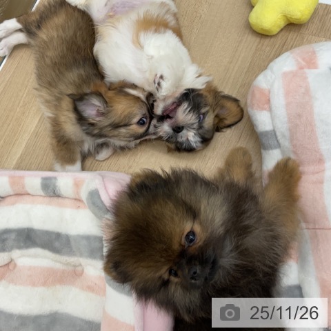 福島県のポメラニアン (ペットプラス 福島店/2025年9月3日生まれ/男の子/オレンジセーブル)の子犬の3枚目の画像