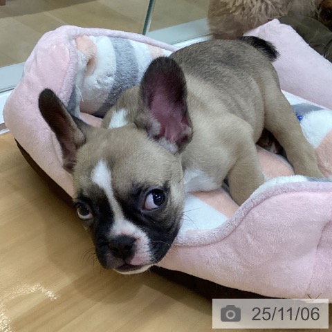 フレンチ・ブルドッグの写真