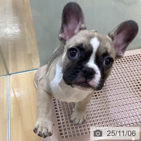 フレンチ・ブルドッグの写真