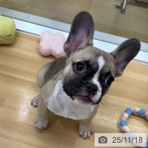 長野県のフレンチブルドッグ (ペットプラス 松本店/2025年9月4日生まれ/男の子/フォーンホワイト)の子犬の3枚目の画像