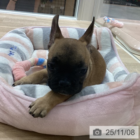 フレンチ・ブルドッグの写真