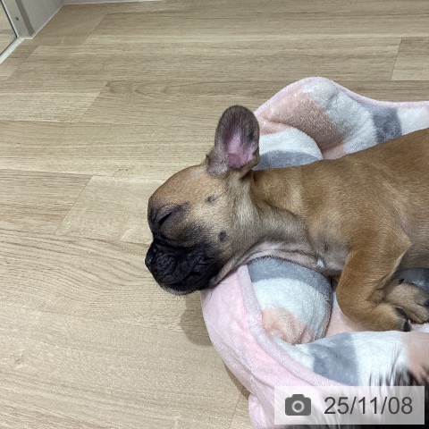 フレンチ・ブルドッグの写真