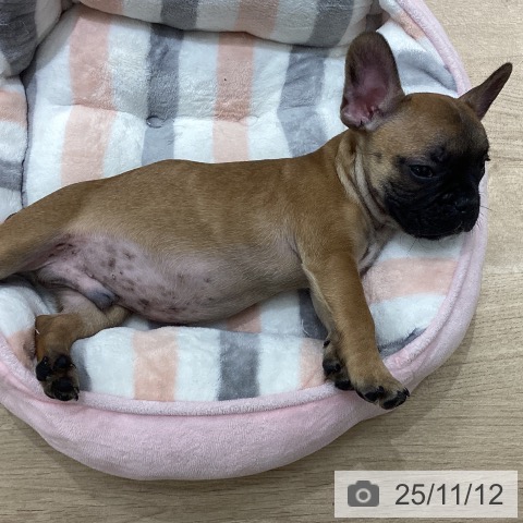 フレンチ・ブルドッグの写真